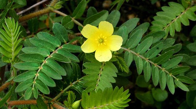 Tribulus en Gluconol